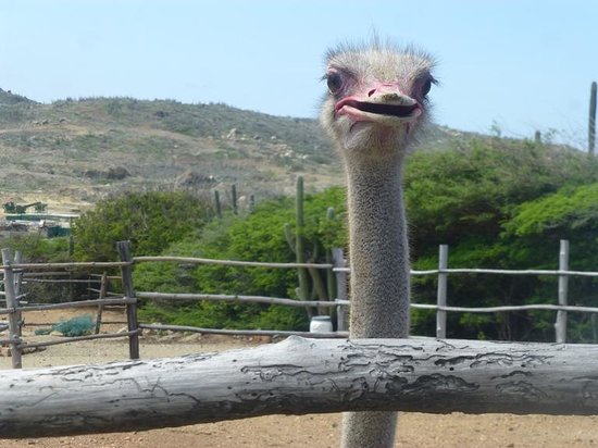 Aruba Ostrich Farm