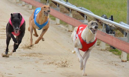 North West Greyhound Racing Club