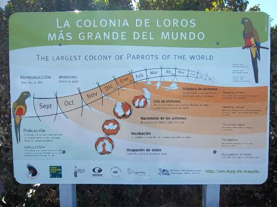 Colonia de Loros Barranqueros