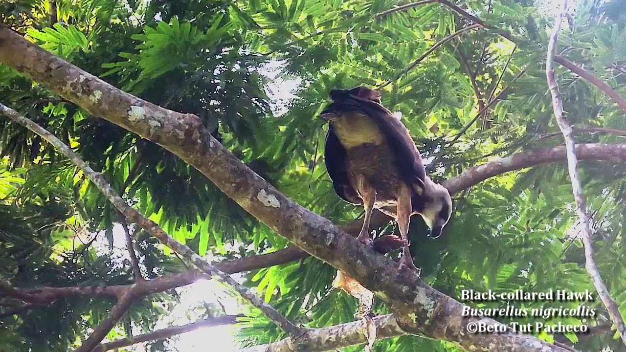 Estación Biológica Las Guacamayas