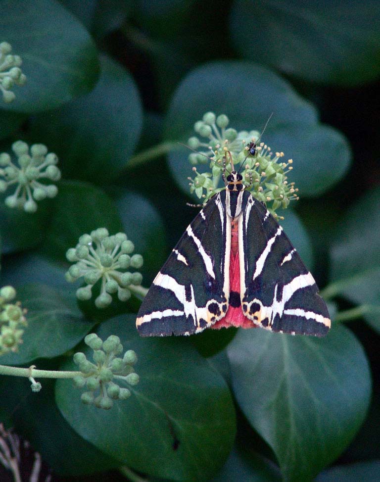 Butterflies Valley