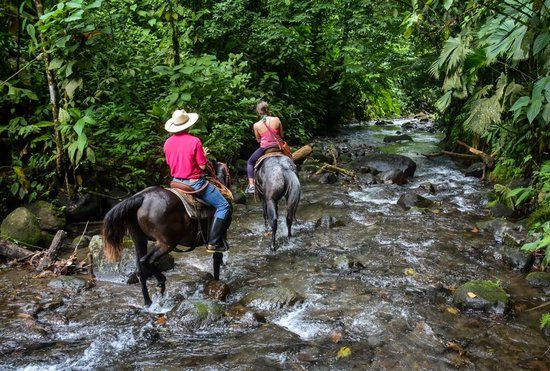 Alberto's Horses