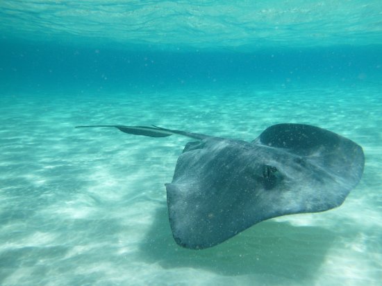 Stingray City United