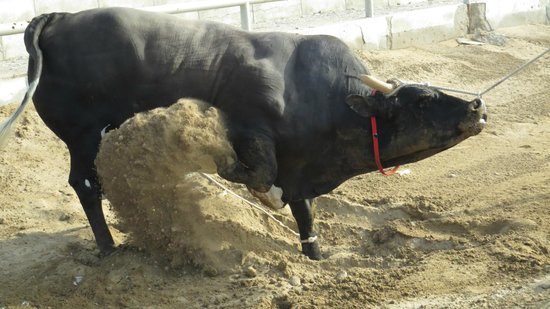 Barka Bull Fight Arena