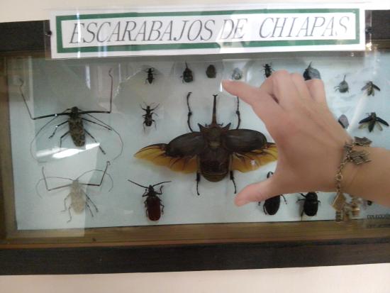 Museo de Bichos E Insectos