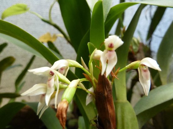 Orquideas Moxviquil
