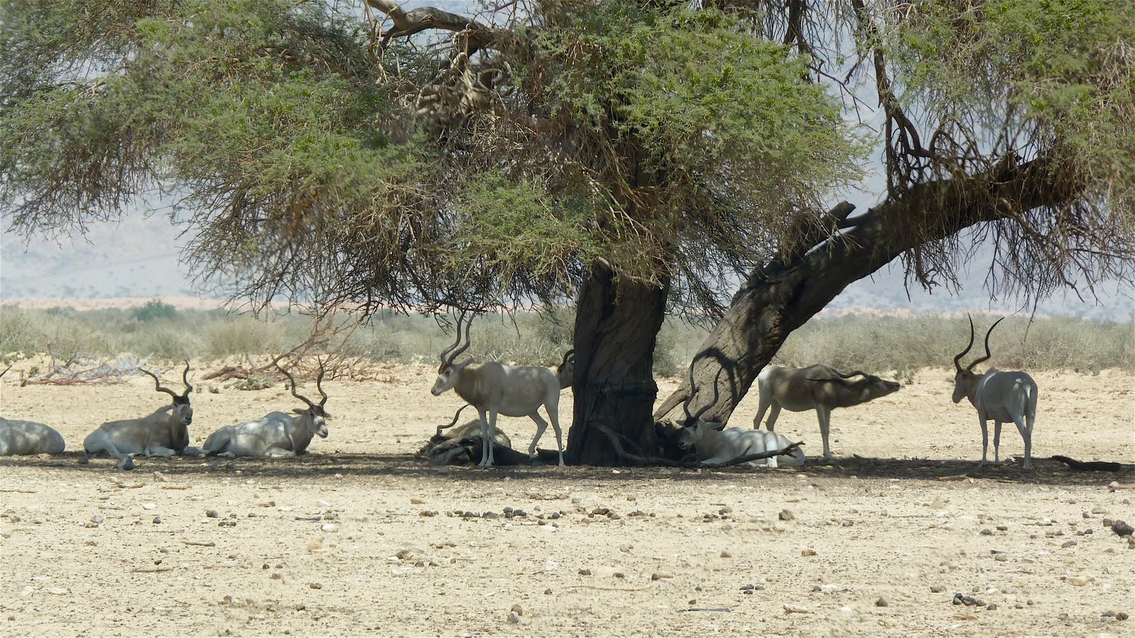 Hai Bar - Wildlife Reserve