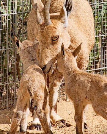 Negev Zoo