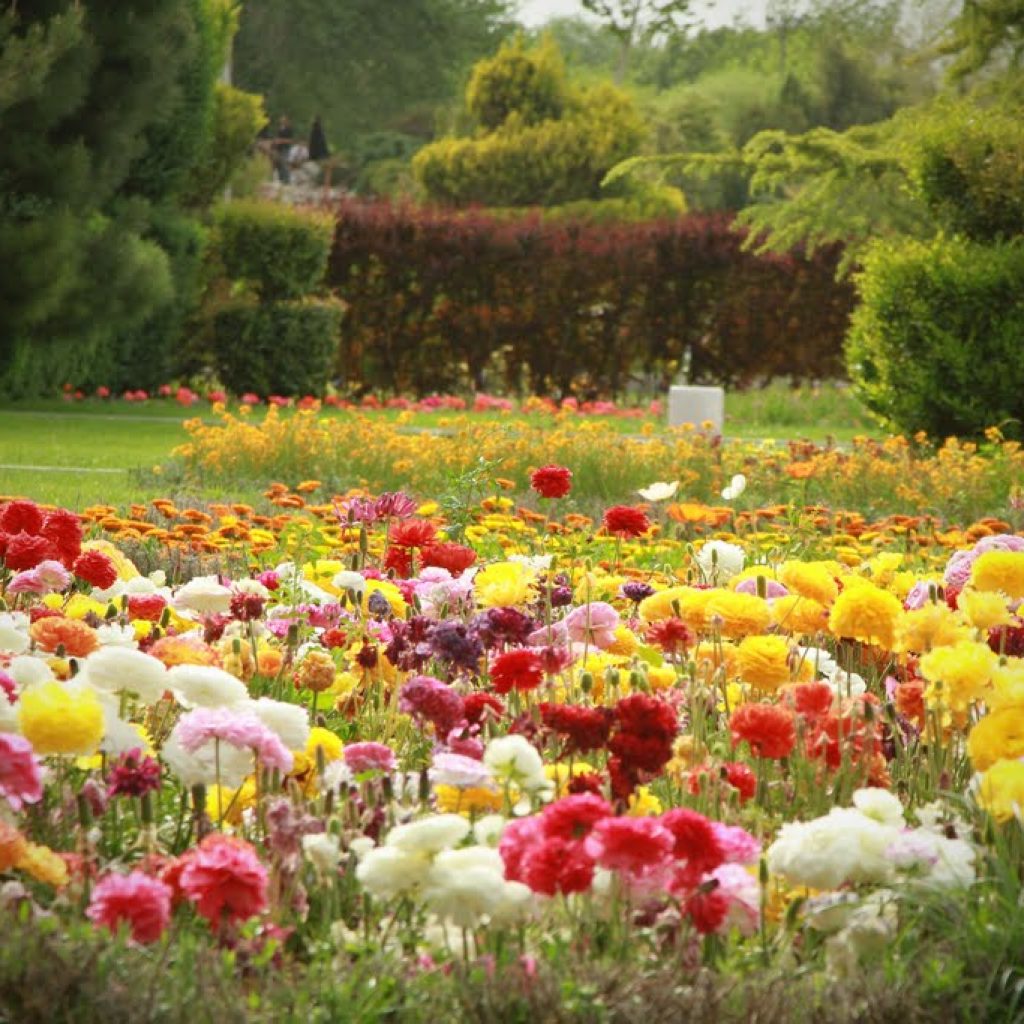Flower Garden