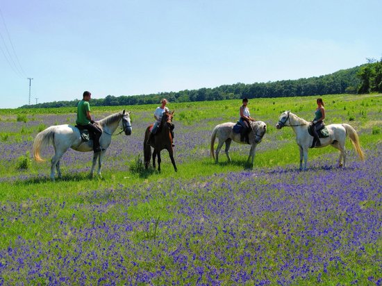 Maximum Equestrian Club
