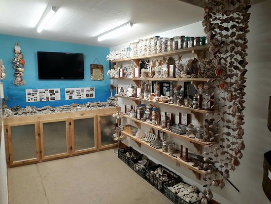 Seashell Museum