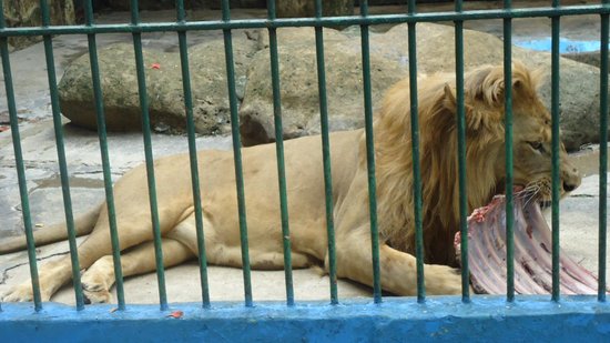 Zoologico Leon