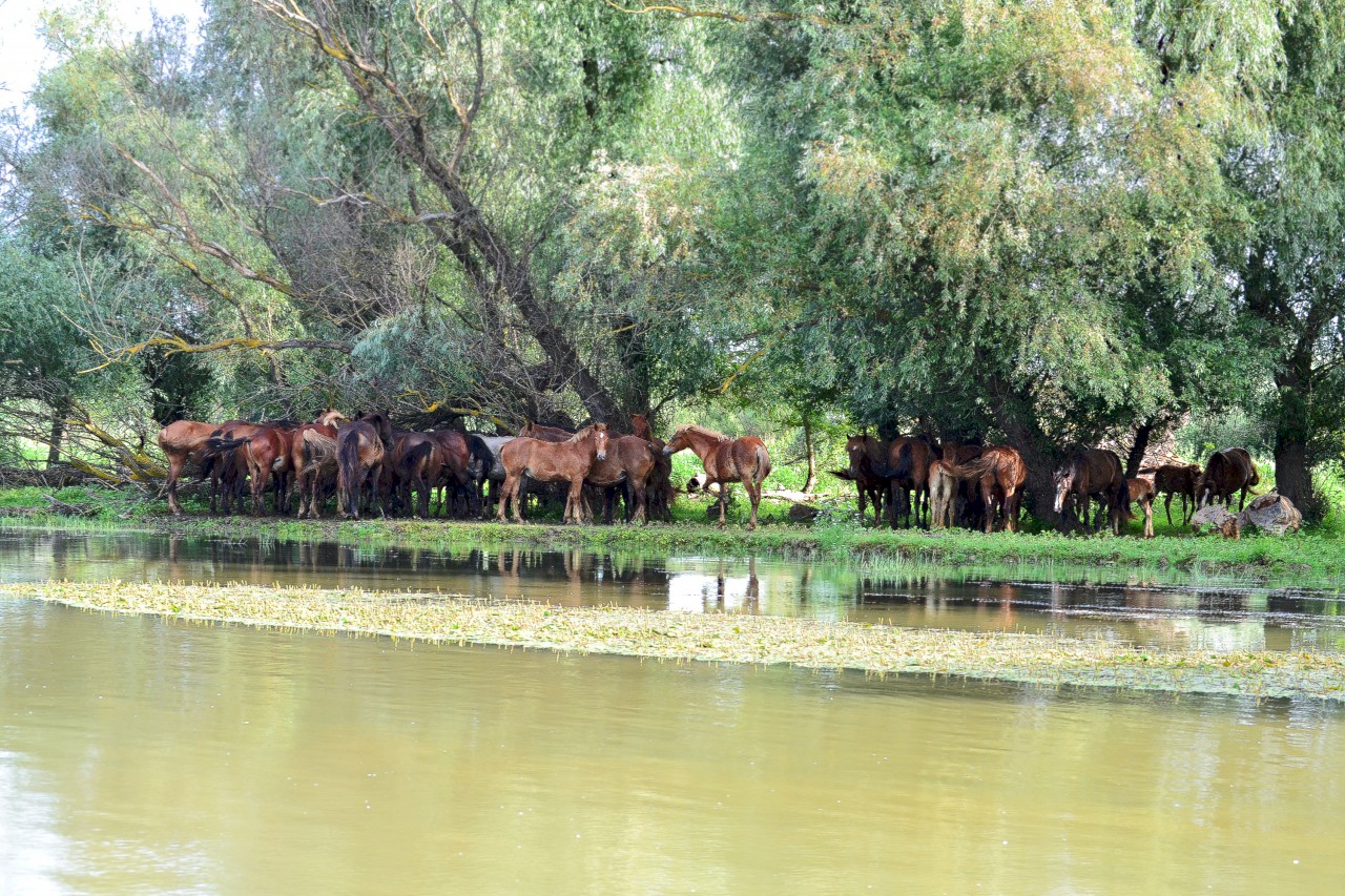 Danube Biospheric Reserve
