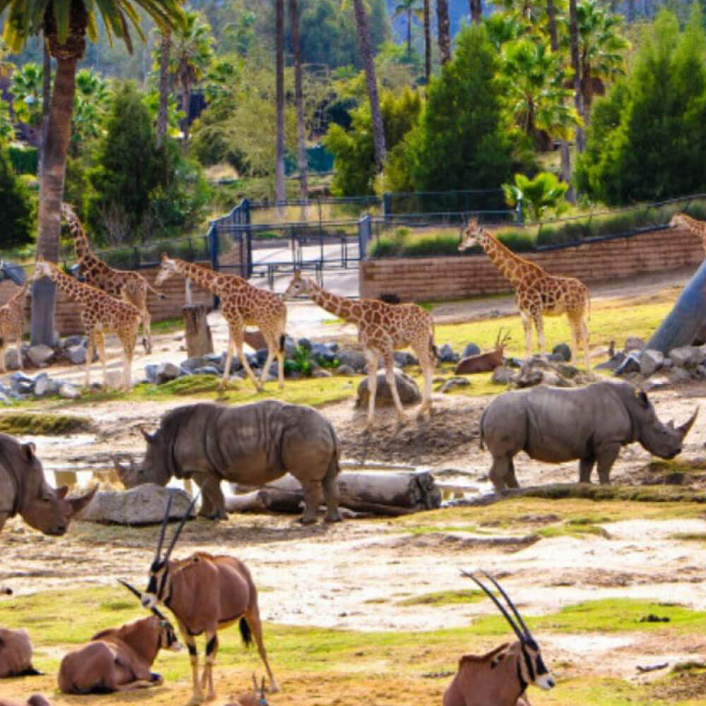 C & J's Animal Park
