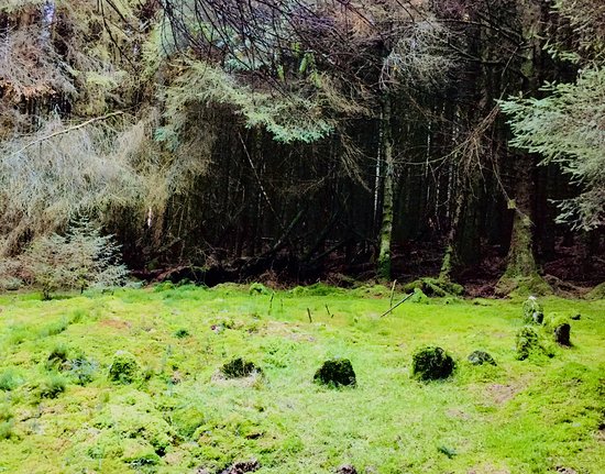 Loughermore Forest