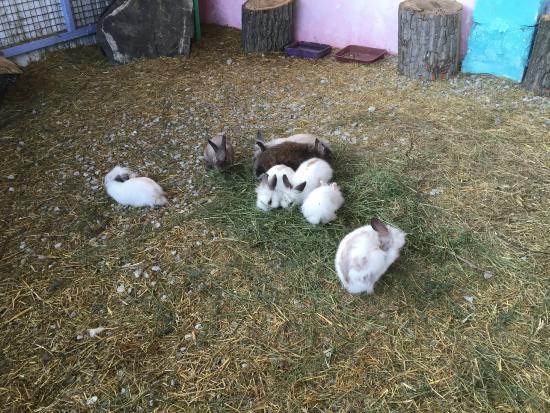 Touching Zoo Vesyolaya Ferma