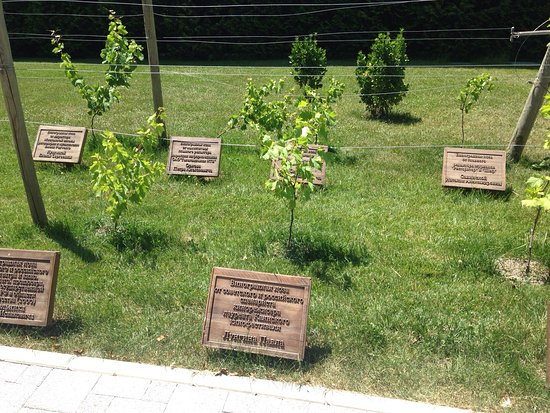 Slavy Vinodelov Alley