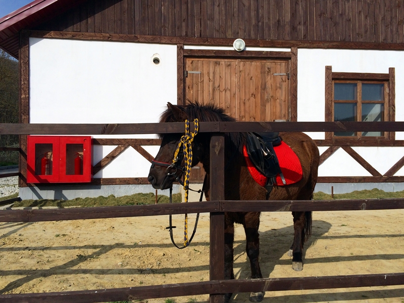 Horse-Riding School Abrau-Durso