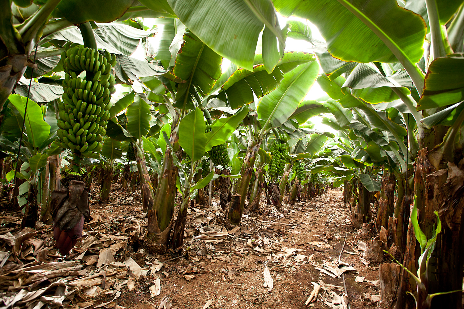 Finca Las Margaritas Banana Experience