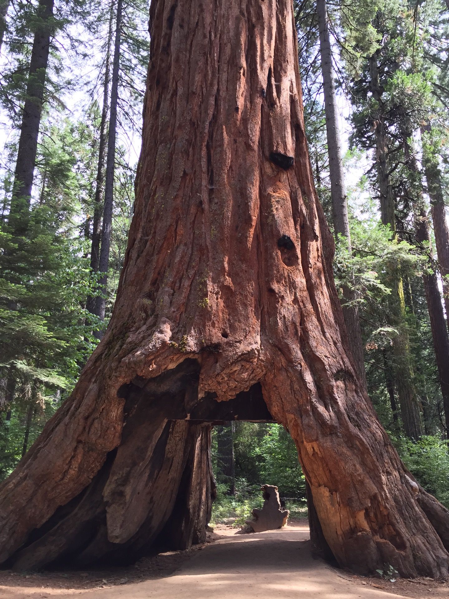 Calaveras Big Trees State Park