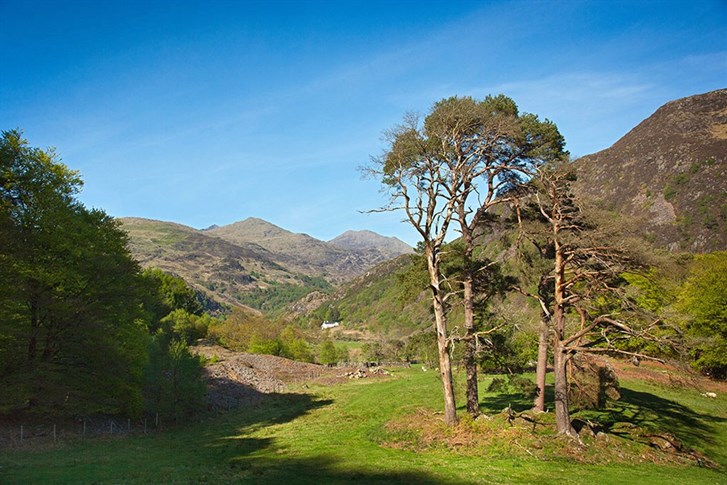 Beddgelert Forest