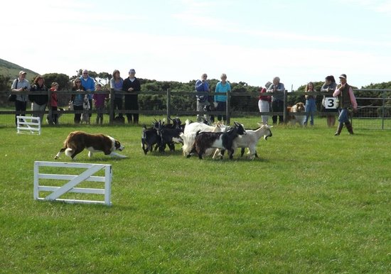 Pembrokeshire Sheepdogs