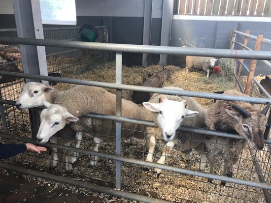 Cefn Mably Farm Park