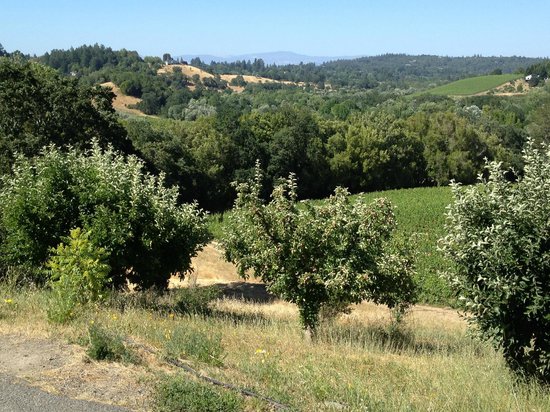 Iron Horse Vineyards