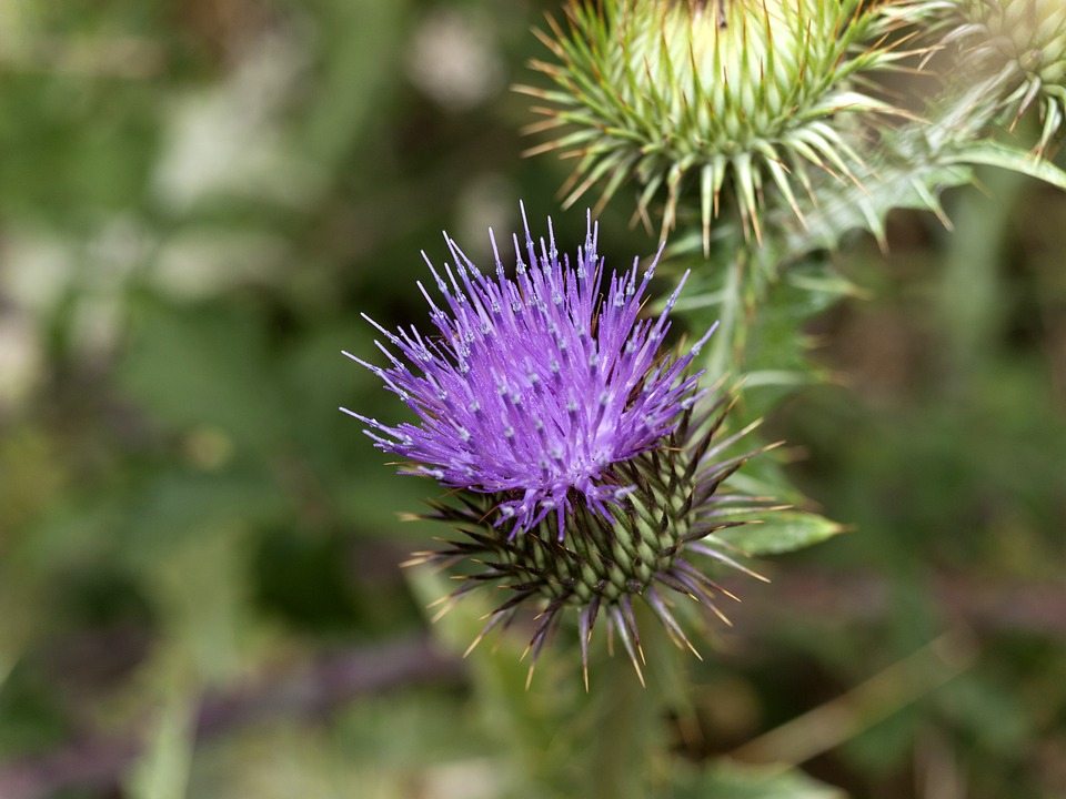 Wild Thistle