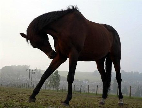 Pathhead Equestrian Centre