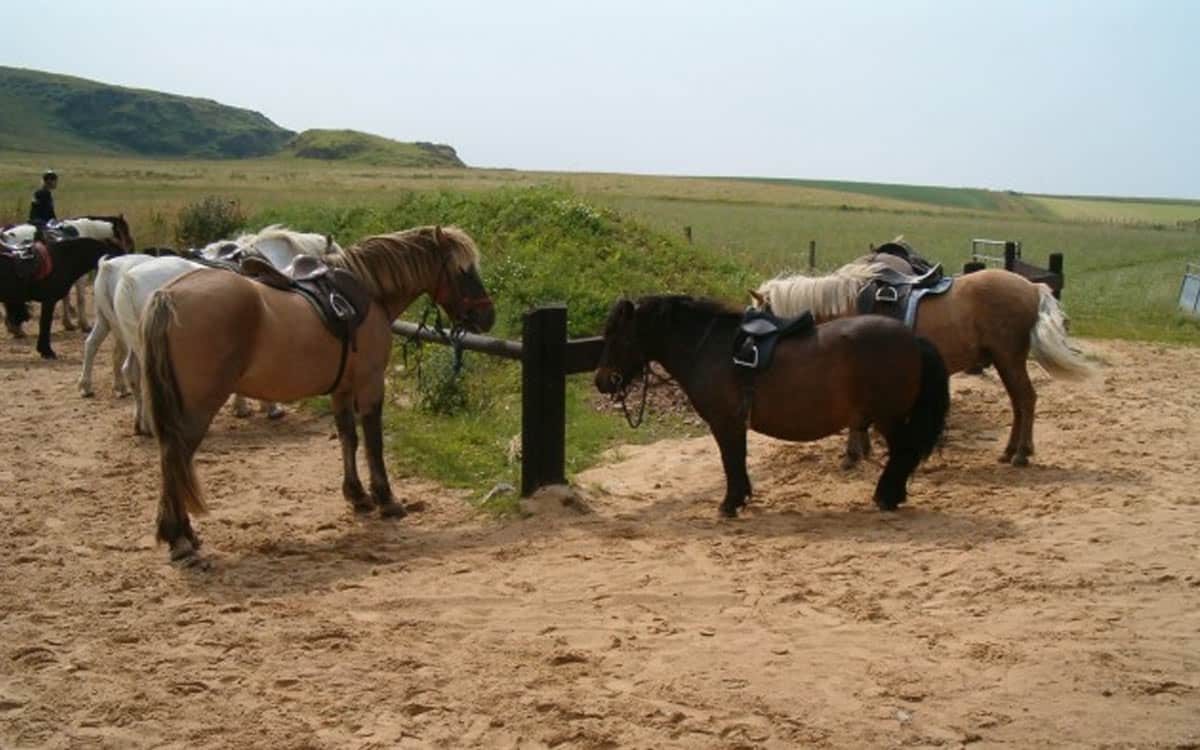 Islay Pony Trekking