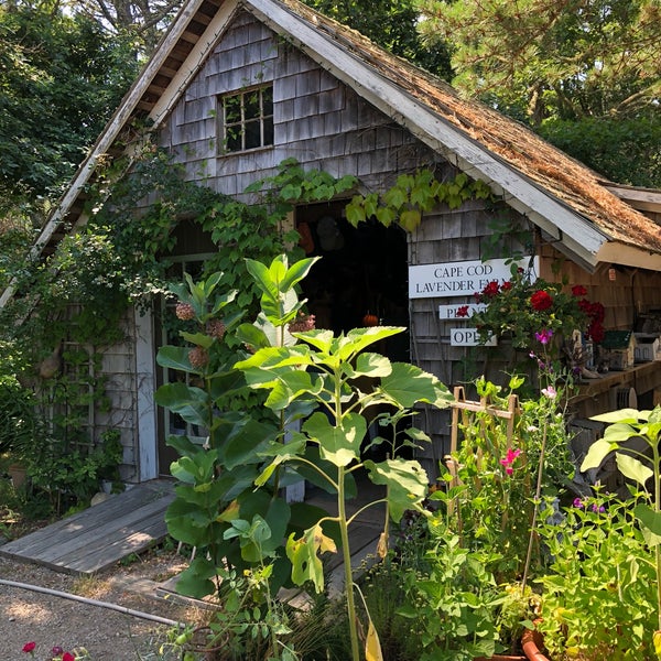 Cape Cod Lavender Farm