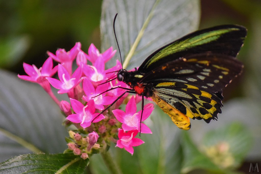 The Butterfly Place