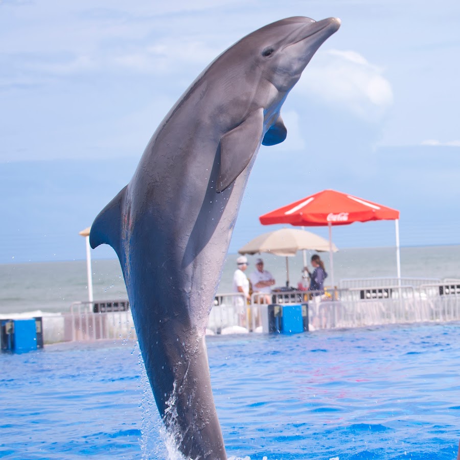 Marineland Dolphin Adventure