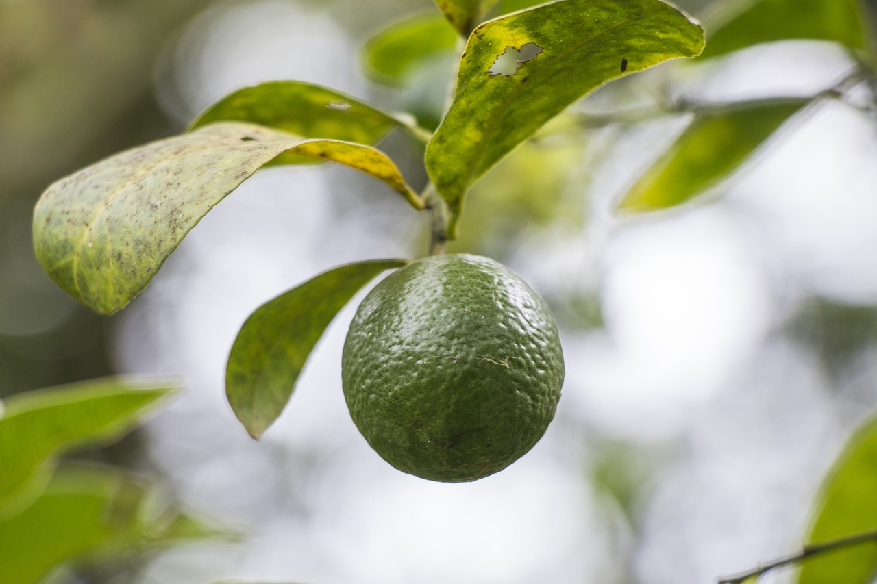 Lemon Tree Spa