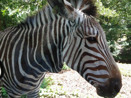 Wild Animal Safari