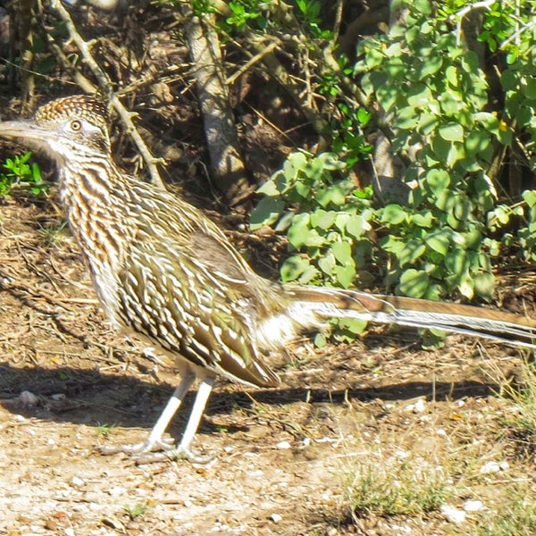 Laguna Atascosa National Wildlife Refuge