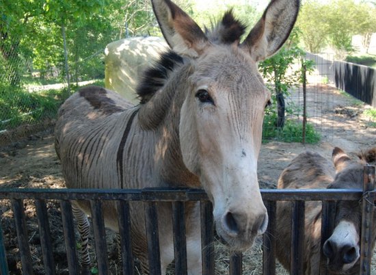 Hollywild Animal Park