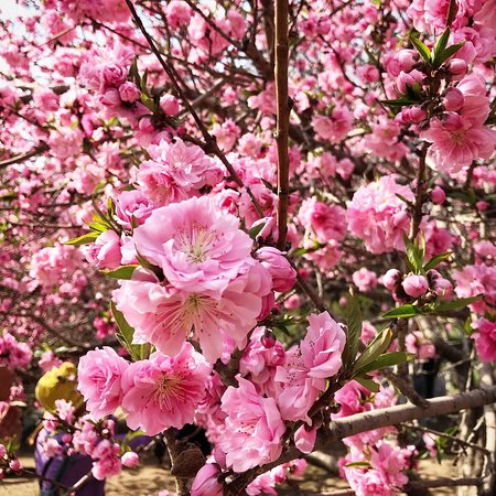 Yuyuantan Cherry Blossom Fair