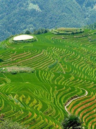 Longji Tea House and Plantation