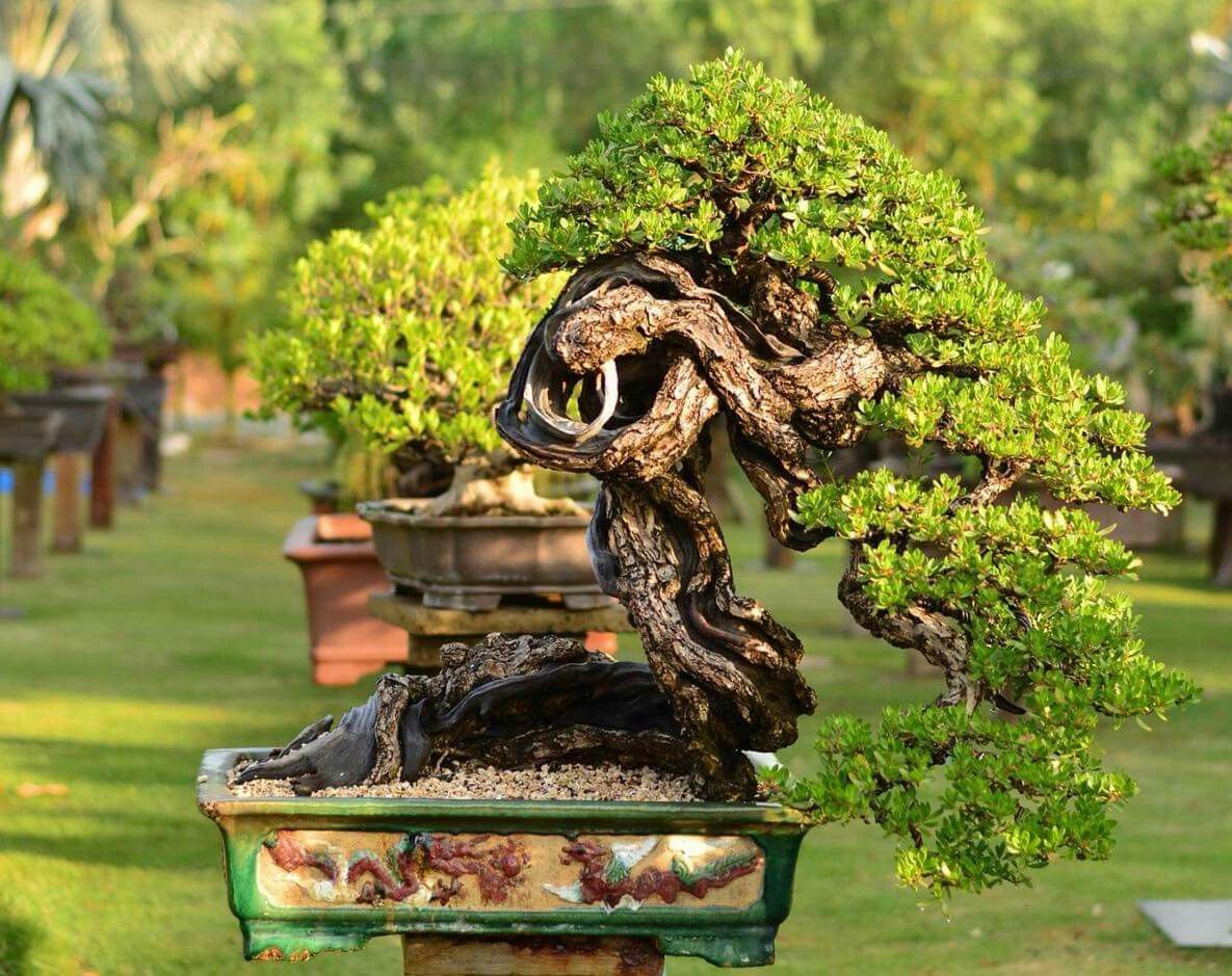 Jiangling Bonsai Garden