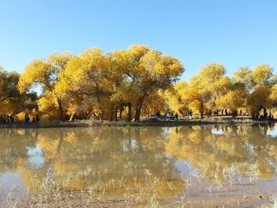 National Nature Reserve of Populus