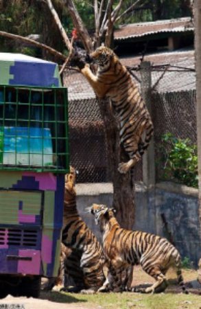 Wuhan Mt. Jiufeng Forest Zoo