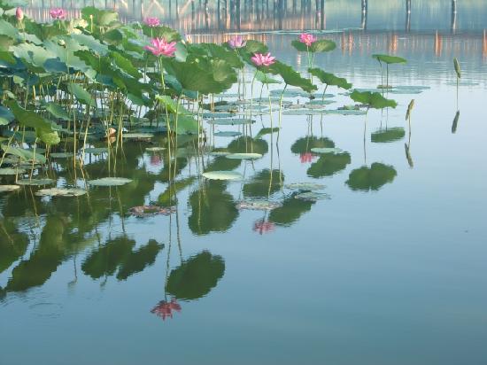 Baiyang Lake Miles Dike