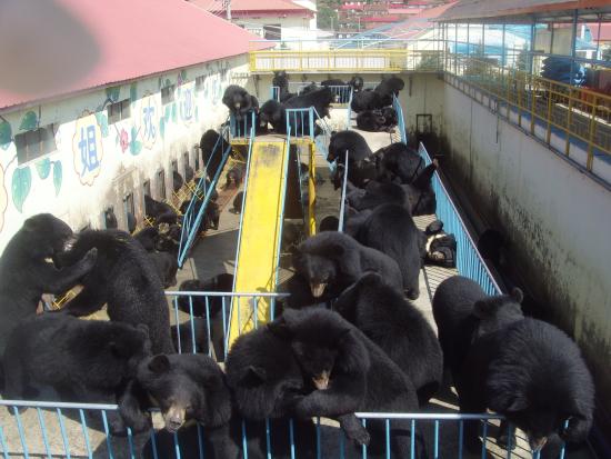 Heibao Bear Paradise