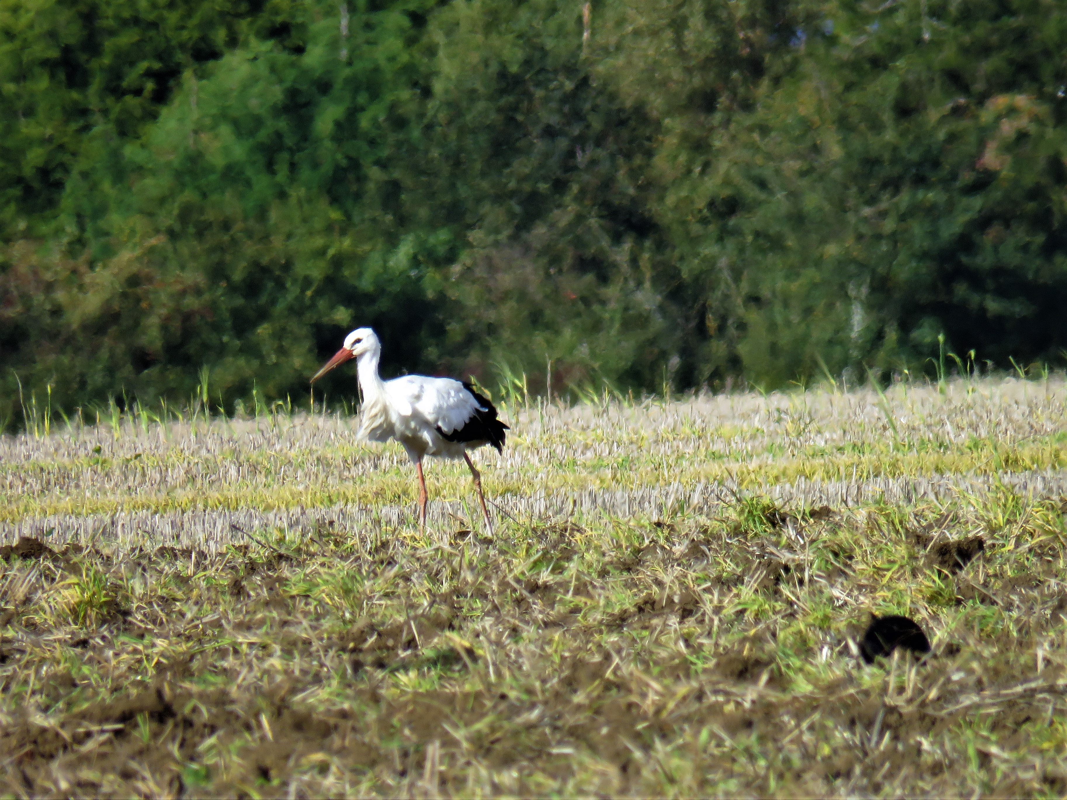 White Stork River Drifting