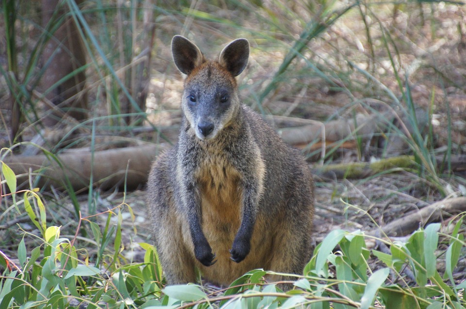 Wallaby Track