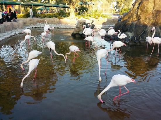 Al Areen Wildlife Park & Reserve