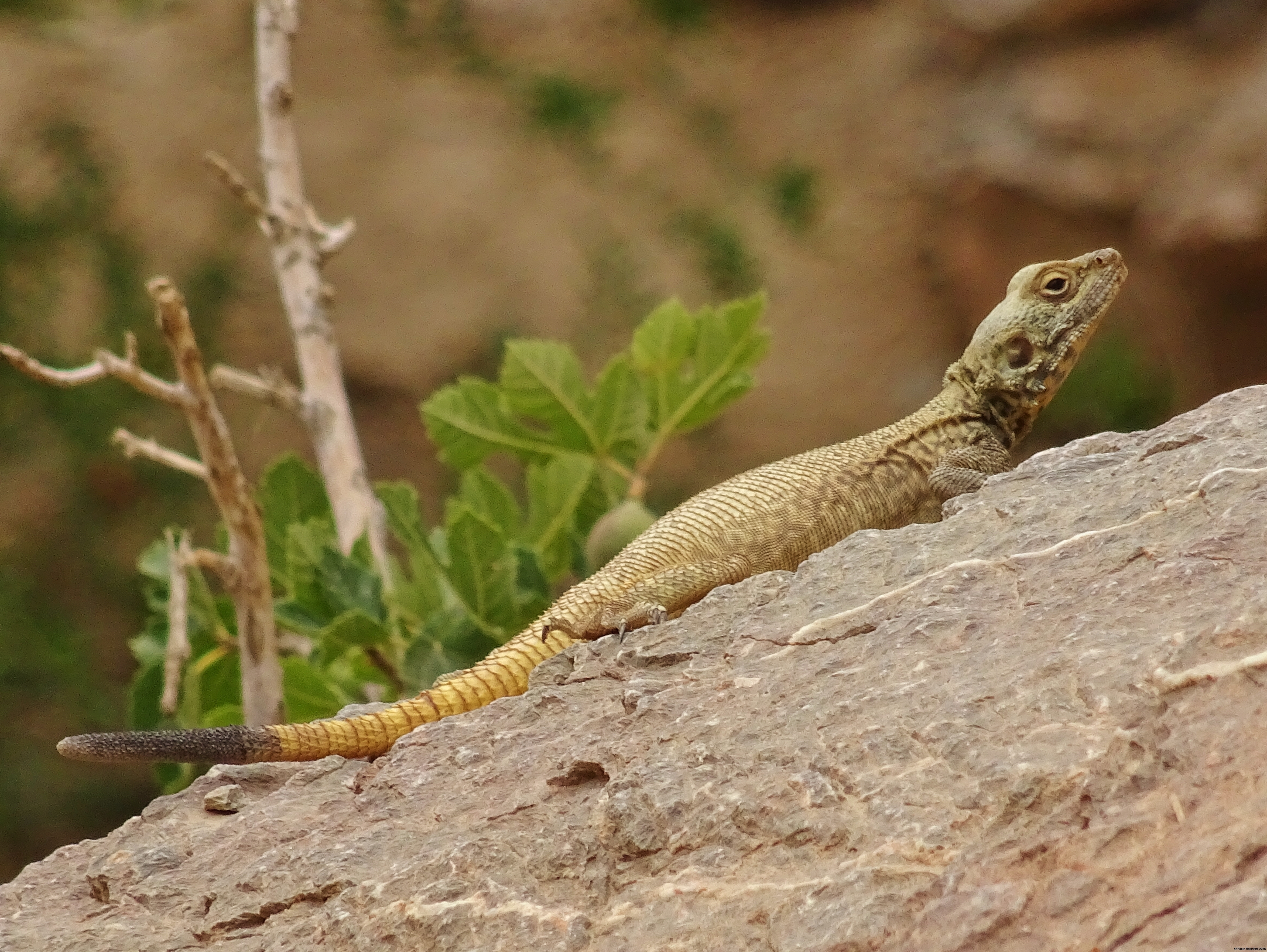 Lizards Land