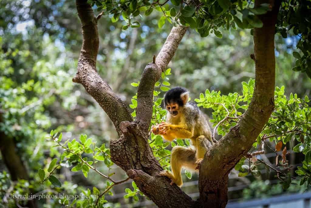 Yodfat Monkey Forest